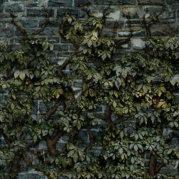 Ivy-covered darker grey brick