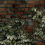 Red ivy-covered brick