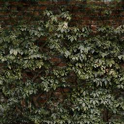 Ivy-covered dark brick